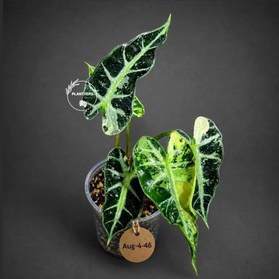 Alocasia Bambino Albo Variegated Live Plant - Rare Elephant Ear (Aug-4-46-ER)