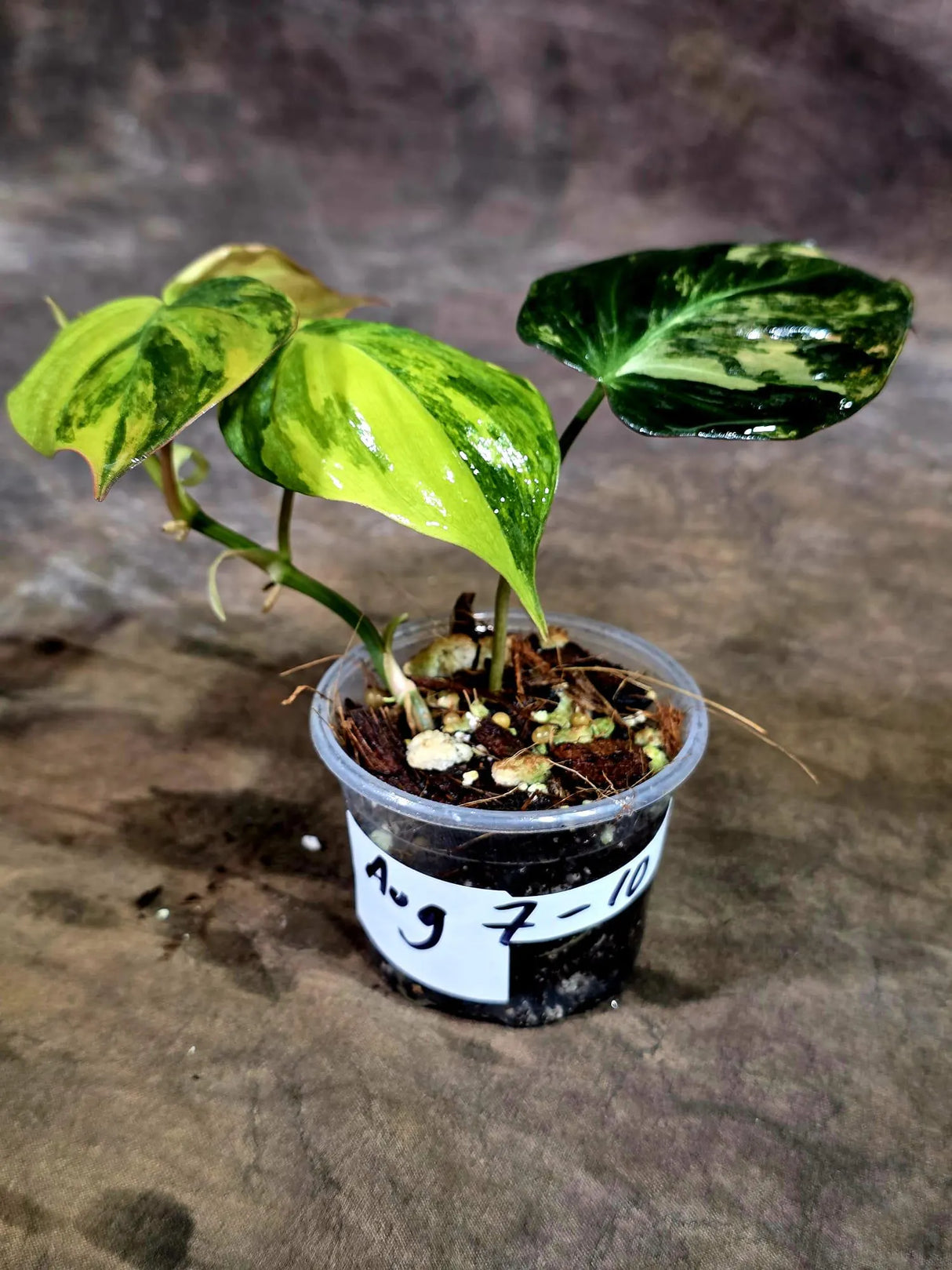 Variegated Philodendron Mican Aurea - Rare Collector Plant - (Aug-7-10)