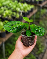 Red Prayer Plant in 3” Nursery Pot - Maranta Leuconeura - Live Indoor Plant -Tropical Indoor Houseplant - Pet Friendly Plant