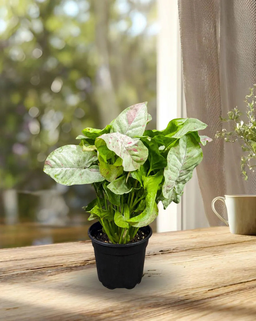 Milk Confetti Plant Live in 4" Pot - Pink White Variegated Houseplant - Tropical Indoor Plant - Colorful Foliage Plant - Plant Lover Gift