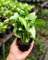 Milk Confetti Plant Live in 4" Pot - Pink White Variegated Houseplant - Tropical Indoor Plant - Colorful Foliage Plant - Plant Lover Gift