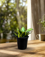 Sansevieria Gold Star Hahnii in a 4" Nursery Pot - Golden Bird's Nest Snake Plant - Dwarf Snake Plant - Live Indoor Houseplant