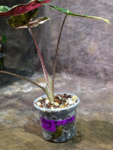 Alocasia Pseudo Sanderiana Albo Live Plant -(Aug-7-30-ER)