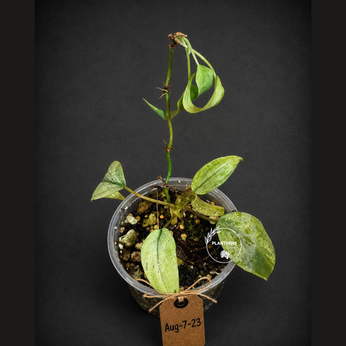 Rare Variegated Philodendron Mican Mint - High Variegated Potted plant -(Aug-7-23)