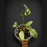 Rare Variegated Philodendron Mican Mint - High Variegated Potted plant -(Aug-7-23)