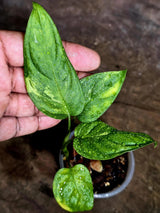 Obliqua Mayuna - Rare Tropical Collectors Plant (Aug-5-16)