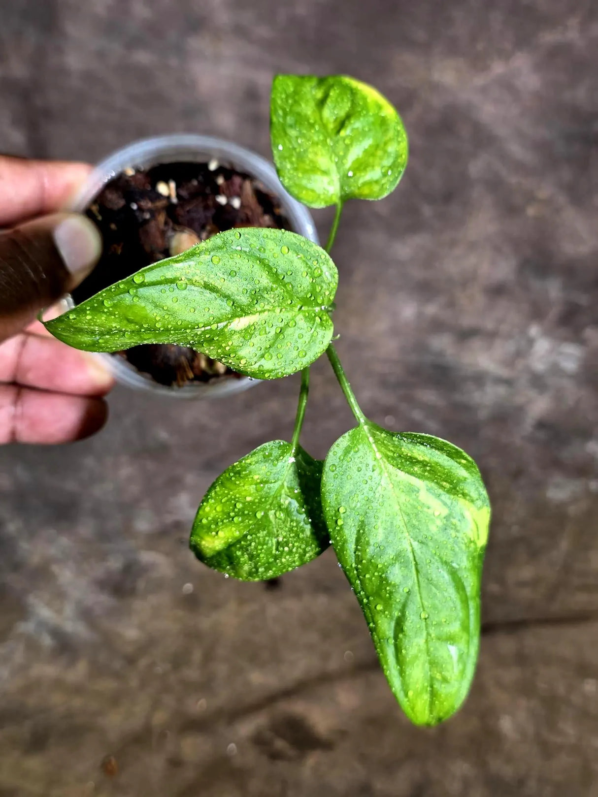 Obliqua Mayuna - Rare Tropical Collectors Plant (Aug-5-16)