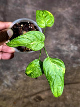 Obliqua Mayuna - Rare Tropical Collectors Plant (Aug-5-16)