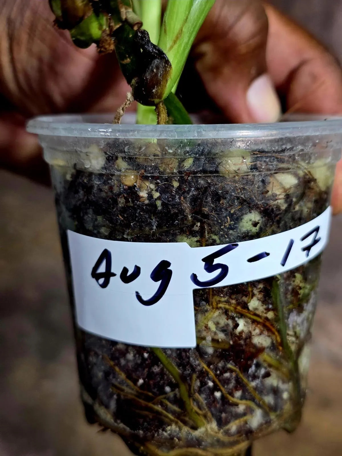 Obliqua Mayuna - Rare Tropical Collectors Plant (Aug-5-17)