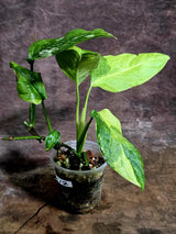 Obliqua Mayuna - Rare Tropical Collectors Plant (Aug-5-17)