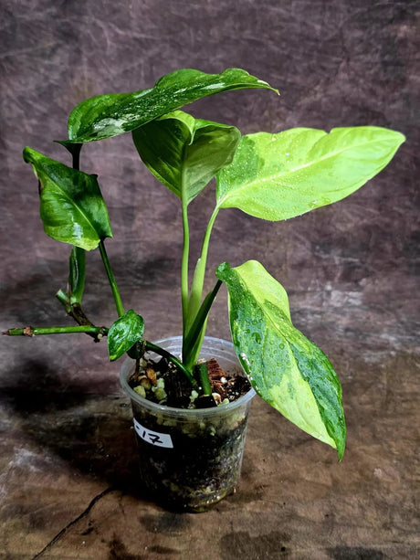 Obliqua Mayuna - Rare Tropical Collectors Plant (Aug-5-17)