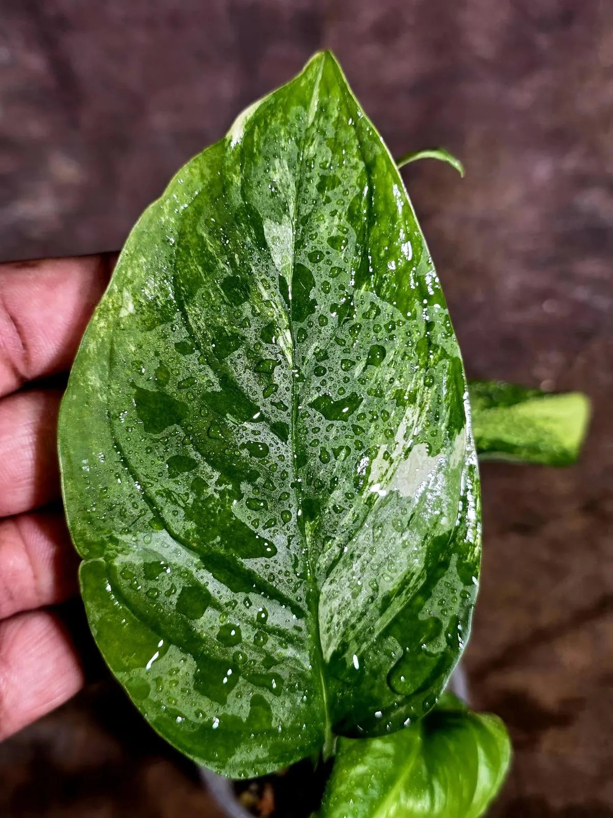 Obliqua Mayuna - Rare Tropical Collectors Plant (Aug-5-17)