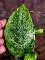 Obliqua Mayuna - Rare Tropical Collectors Plant (Aug-5-17)