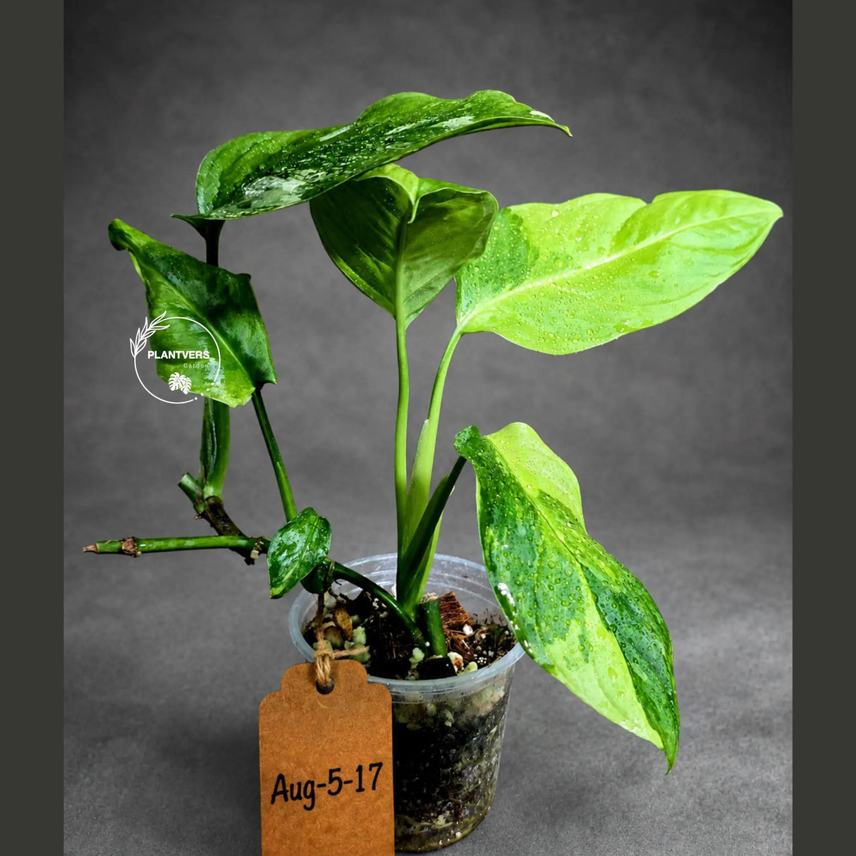 Obliqua Mayuna - Rare Tropical Collectors Plant (Aug-5-17)