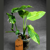 Obliqua Mayuna - Rare Tropical Collectors Plant (Aug-5-17)