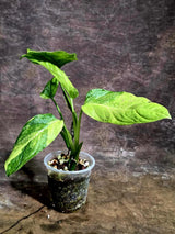 Obliqua Mayuna - Rare Tropical Collectors Plant (Aug-5-17)