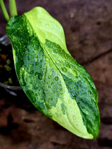 Obliqua Mayuna - Rare Tropical Collectors Plant (Aug-5-17)