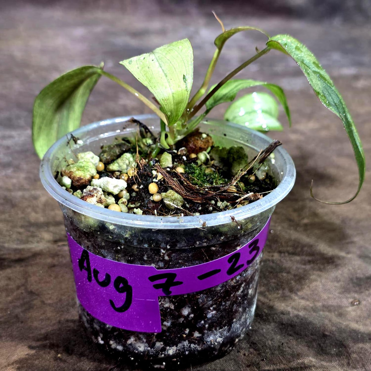 Rare Variegated Philodendron Mican Mint - High Variegated Potted plant -(Aug-7-23)
