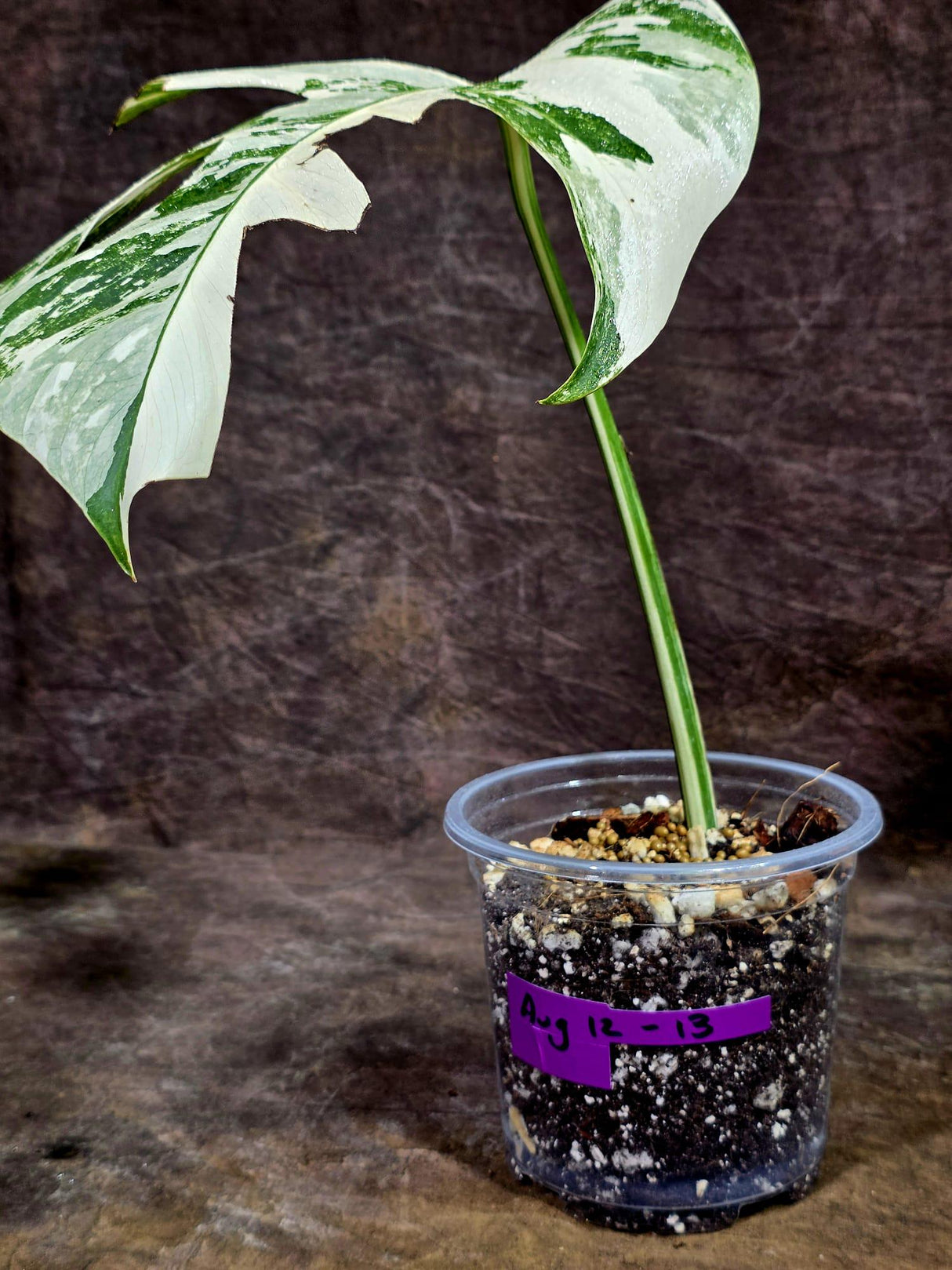 Variegated Monstera Albo Live Plant - Single Leaf Plant (Aug-12-13)