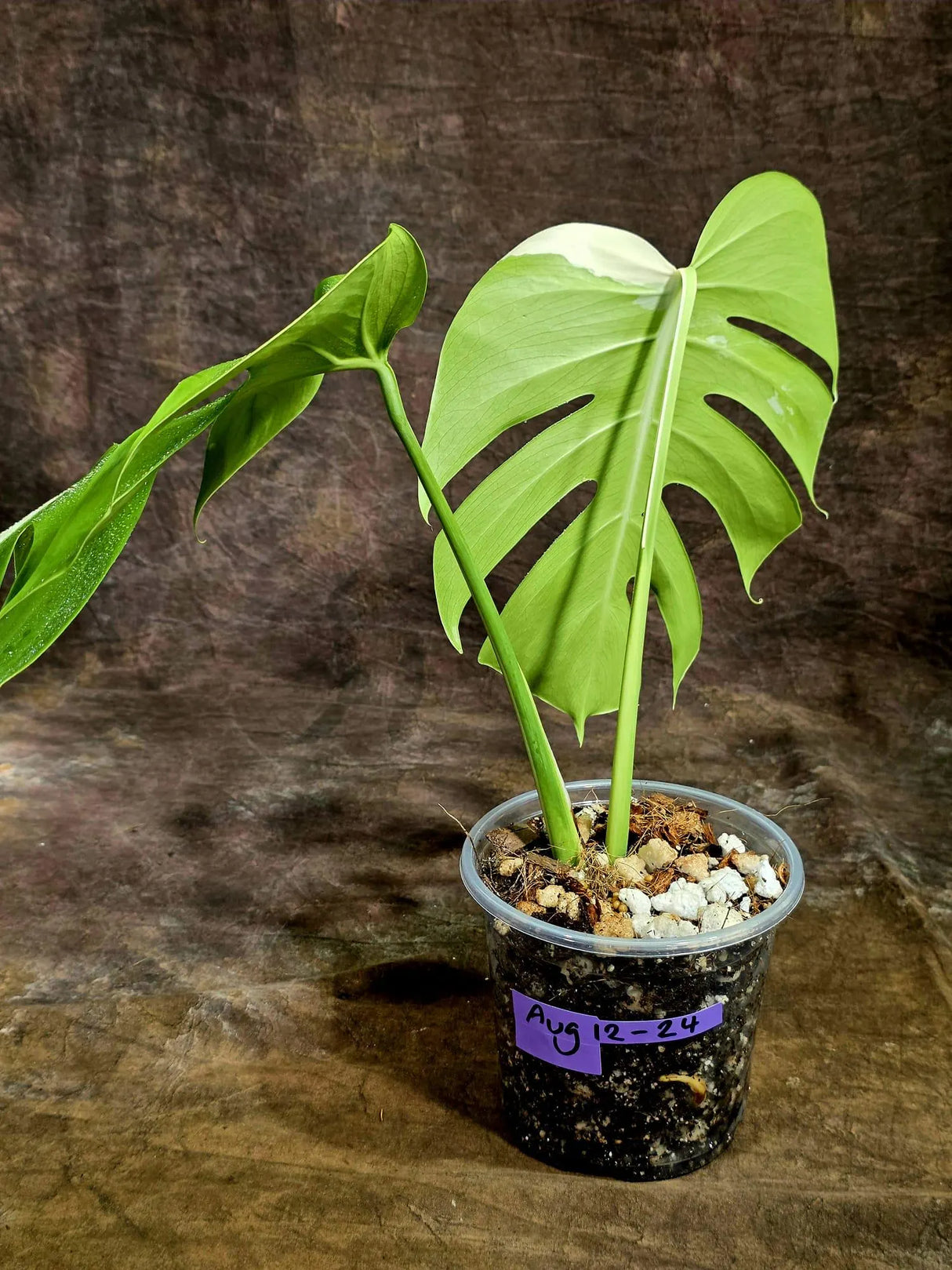 Variegated Monstera Albo - White Albo Borsigiana (Aug-12-24)