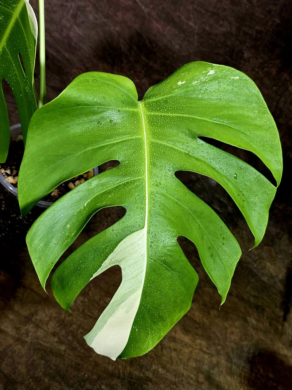 Variegated Monstera Albo - White Albo Borsigiana (Aug-12-24)