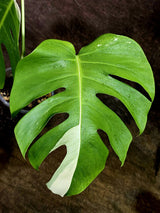 Variegated Monstera Albo - White Albo Borsigiana (Aug-12-24)