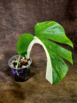 Variegated Monstera Albo Live Plant - Single Leaf Plant (Aug-12-25)