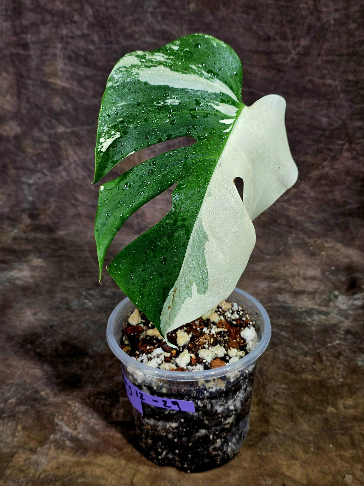 Variegated Monstera Albo Live Plant - Half-Moon Leaf (Aug-12-29)