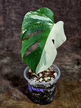 Variegated Monstera Albo Live Plant - Half-Moon Leaf (Aug-12-29)