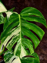 Variegated Monstera Albo - White Albo Borsigiana (Aug-12-35)