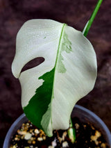 Variegated Monstera Albo - White Albo Borsigiana (Aug-12-38)