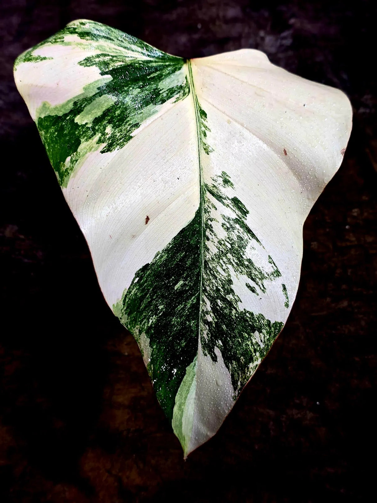 Rare Philodendron Strawberry Shake Variegated (Aug-12-17)