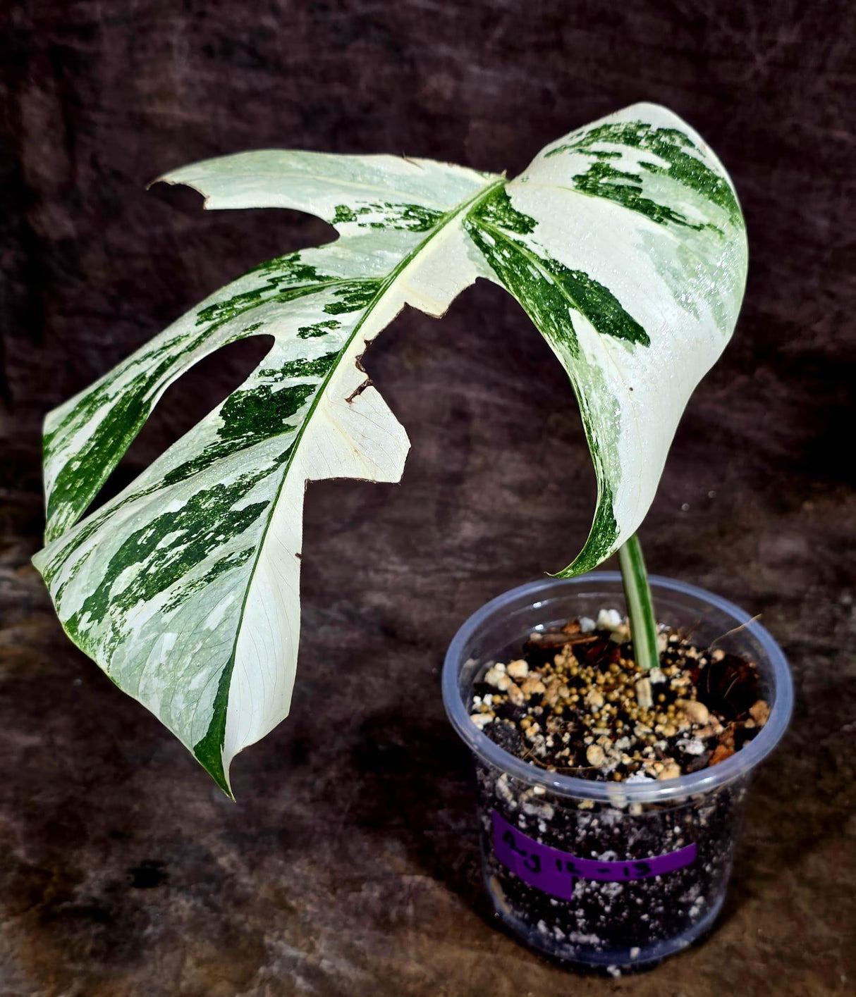 Variegated Monstera Albo Live Plant - Single Leaf Plant (Aug-12-13)
