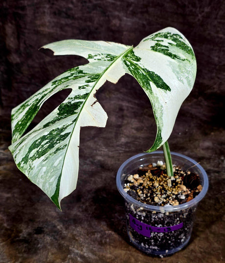 Variegated Monstera Albo Live Plant - Single Leaf Plant (Aug-12-13)