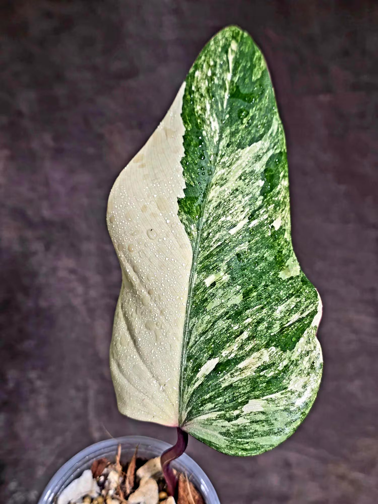 Rare Philodendron Strawberry Shake Variegated (Aug-12-18)