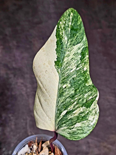 Rare Philodendron Strawberry Shake Variegated (Aug-12-18)