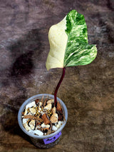 Rare Philodendron Strawberry Shake Variegated (Aug-12-18)
