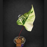 Rare Philodendron Strawberry Shake Variegated (Aug-12-19)