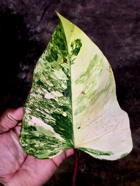 Rare Philodendron Strawberry Shake Variegated (Aug-12-19)