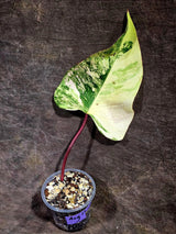 Rare Philodendron Strawberry Shake Variegated (Aug-12-19)