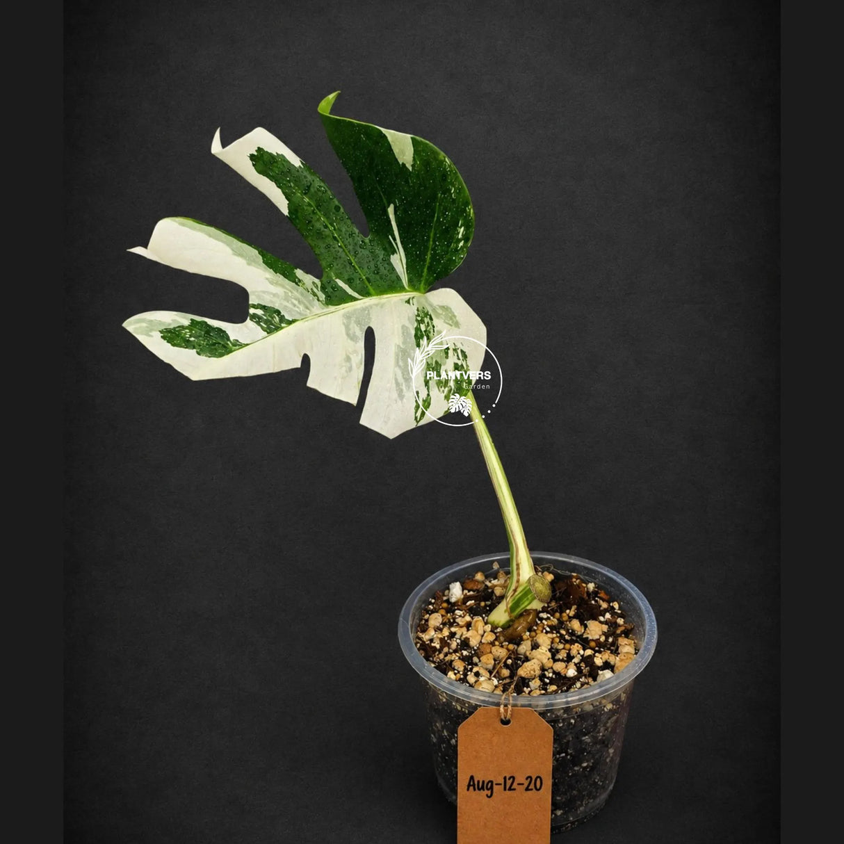 Variegated Monstera Albo Live Plant - Single Leaf Plant (Aug-12-20)