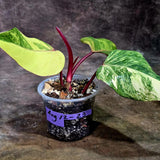 Rare Philodendron Strawberry Shake Variegated (Aug-12-23)