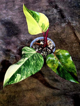 Rare Philodendron Strawberry Shake Variegated (Aug-12-23)