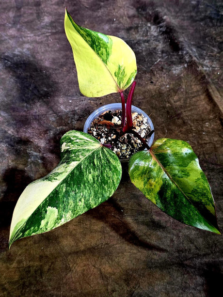 Rare Philodendron Strawberry Shake Variegated (Aug-12-23)
