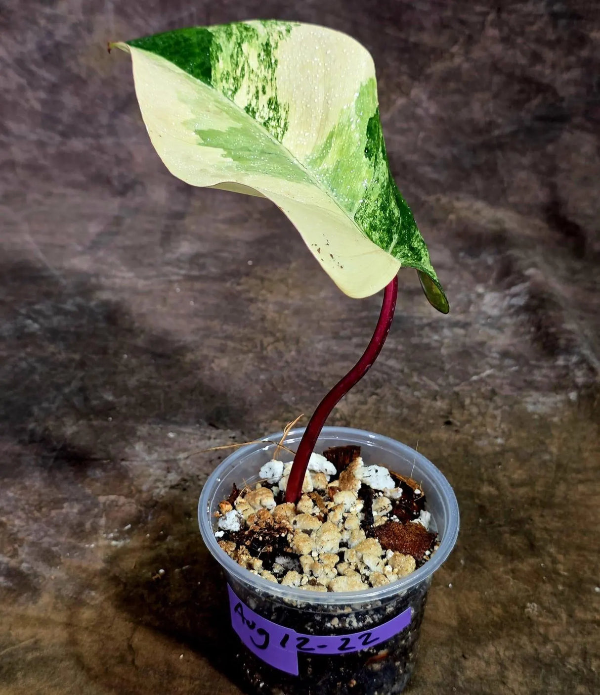 Rare Philodendron Strawberry Shake Variegated (Aug-12-22)