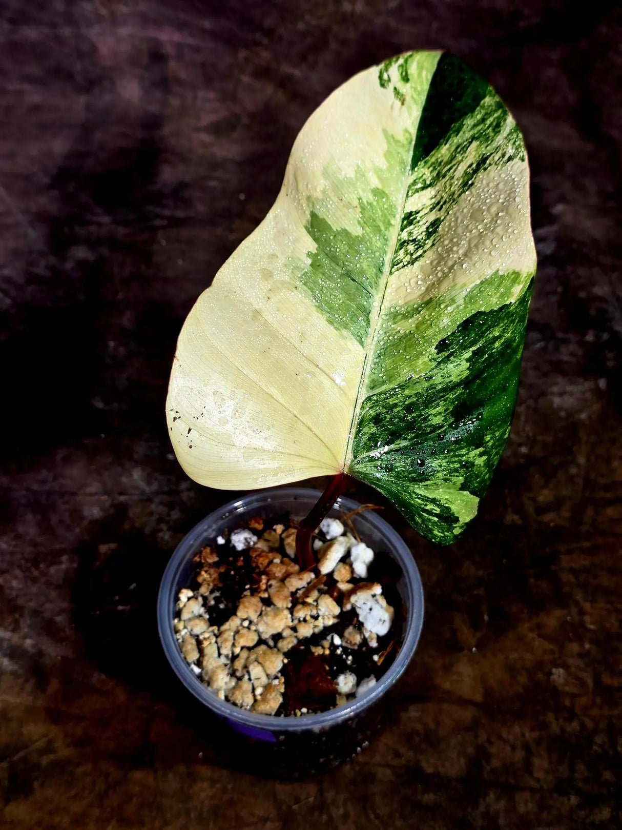 Rare Philodendron Strawberry Shake Variegated (Aug-12-22)
