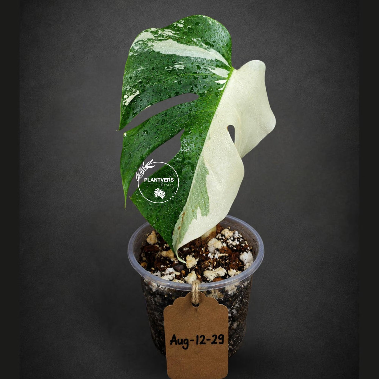 Variegated Monstera Albo Live Plant - Half-Moon Leaf (Aug-12-29)