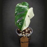 Variegated Monstera Albo Live Plant - Half-Moon Leaf (Aug-12-29)