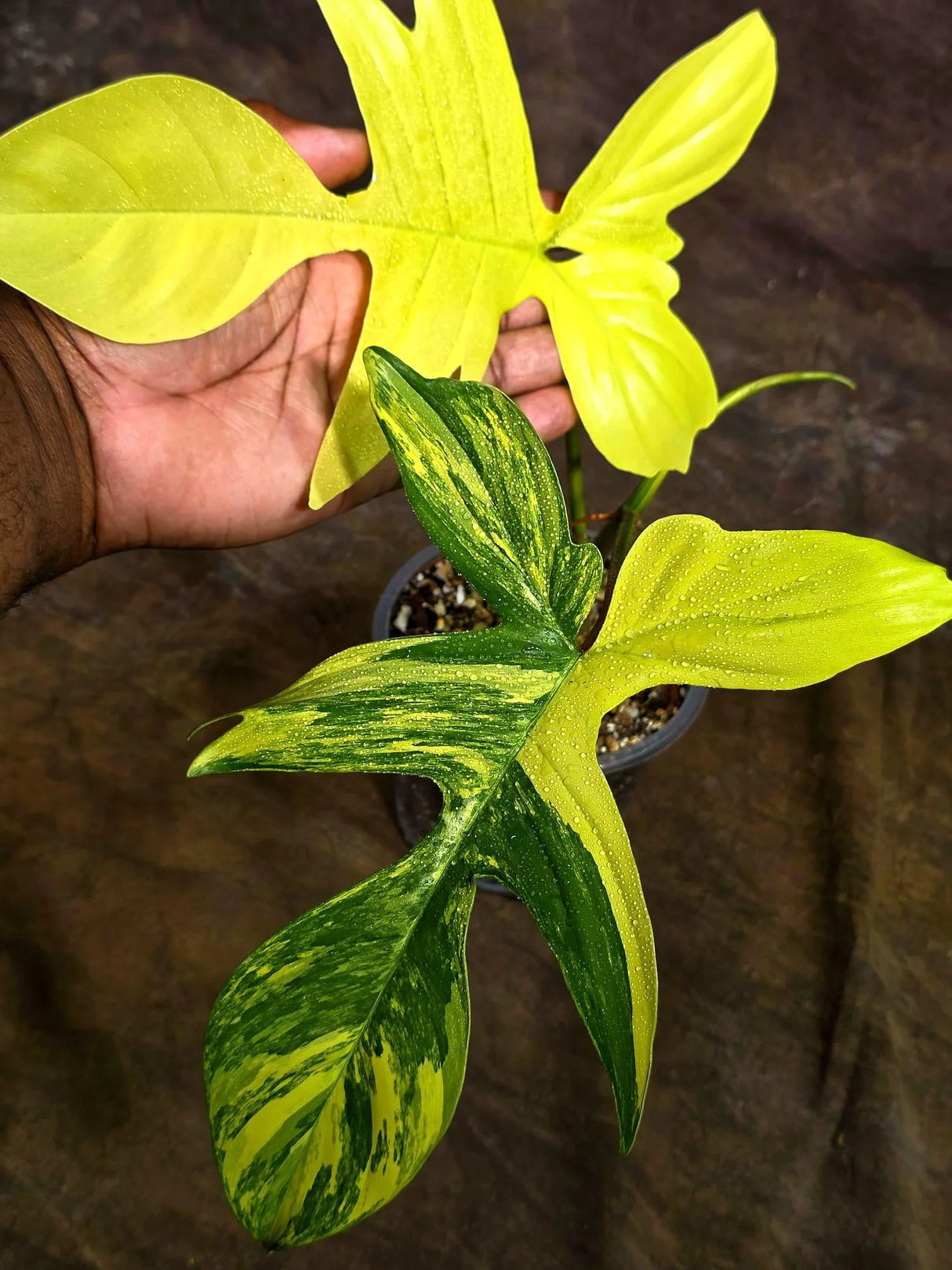 Variegated Philodendron Florida Beauty Live Plant (Aug-12-14)
