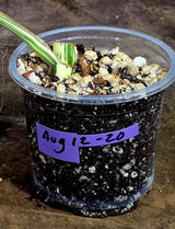 Variegated Monstera Albo Live Plant - Single Leaf Plant (Aug-12-20)